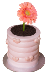 Gerbera