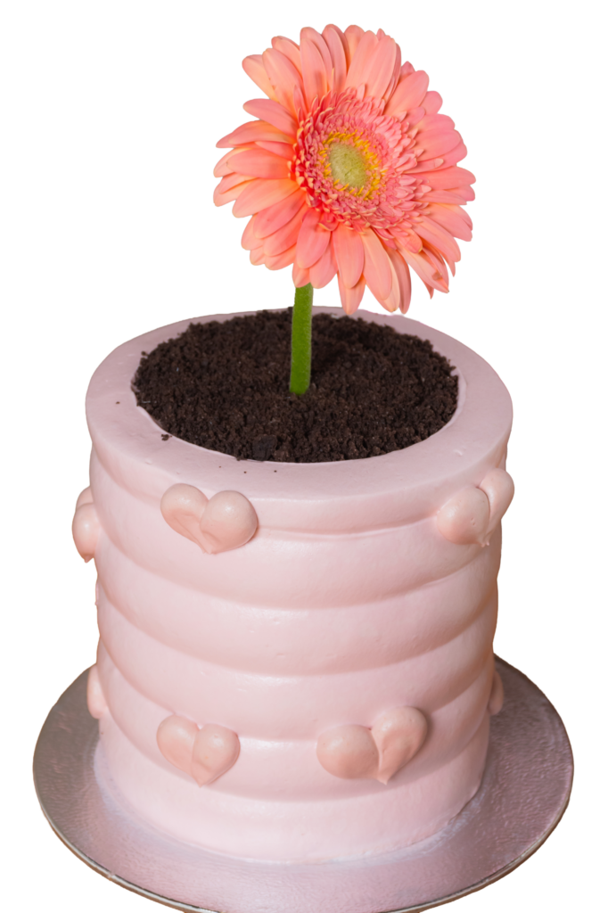 Gerbera